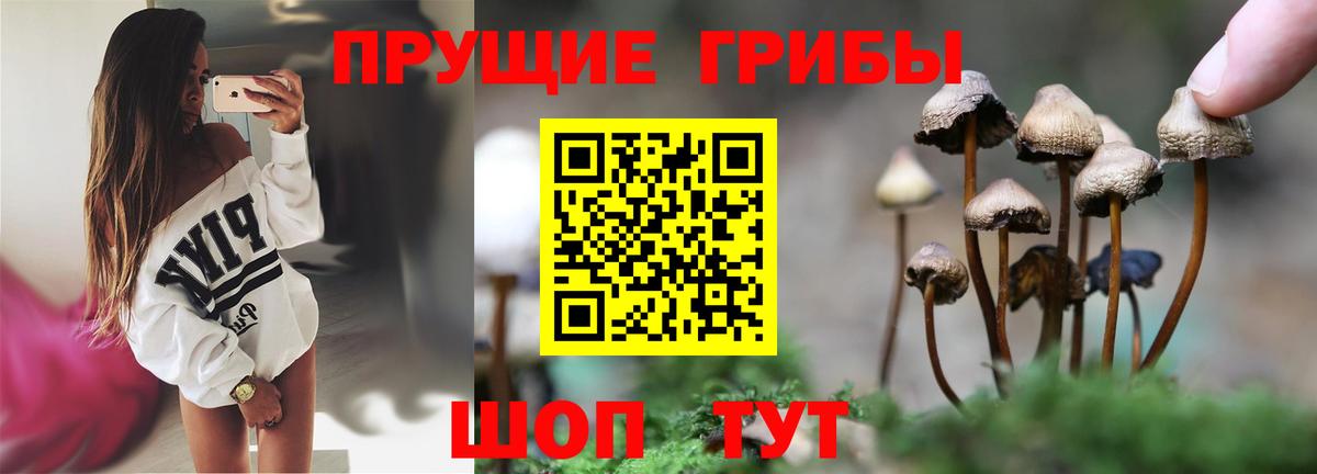 Батайск  Галлюциногенные грибы Psilocybine cubensis  Вход с VPN 